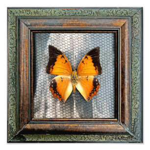 Impression Photo Papillon 12 po x 12 po à carreaux noirs