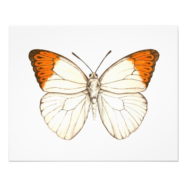 Impression Photo Papillon aquarelle, grande pointe orange (Devant)