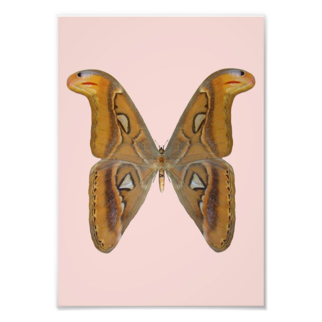 Impression Photo Papillon Atlas (Devant)