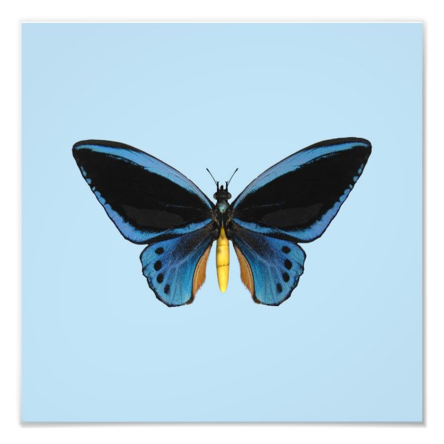 Impression Photo Papillon Birdwing (Devant)