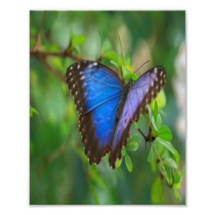Impression Photo Papillon bleu