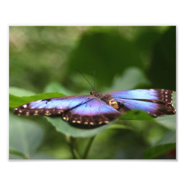 Impression Photo Papillon bleu - Fermer 8x10 (Devant)