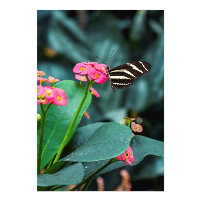 Impression Photo papillon coloré dans le jardin (Devant)