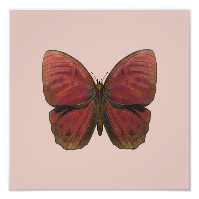 Impression Photo Papillon Coq Rouge (Devant)