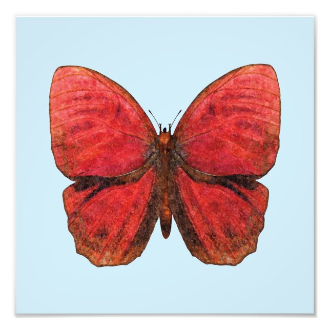 Impression Photo Papillon Coq Rouge (Devant)