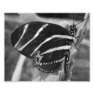 Impression Photo Papillon de charme noir et blanc
