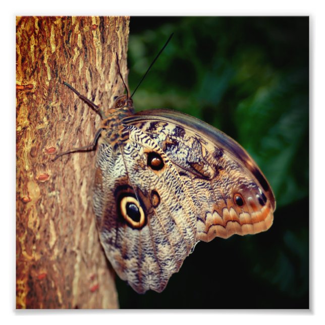 Impression Photo Papillon de hibou Brown Fermer 8x8 (Devant)