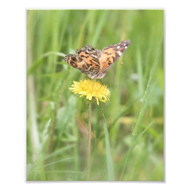 Impression Photo Papillon de la Dame peinte américaine Imprimer (Devant)