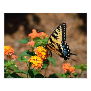 Impression Photo Papillon de machaon de tigre