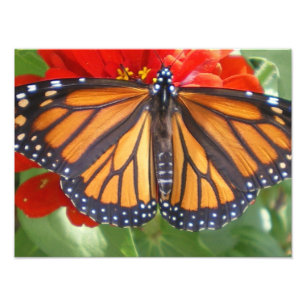 Impression Photo Papillon de monarque sur le Zinnia