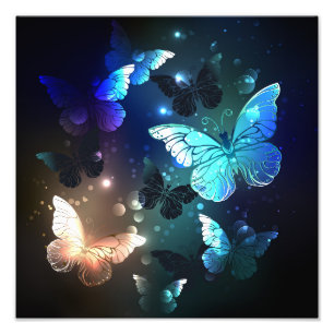 Impression Photo Papillon de nuit