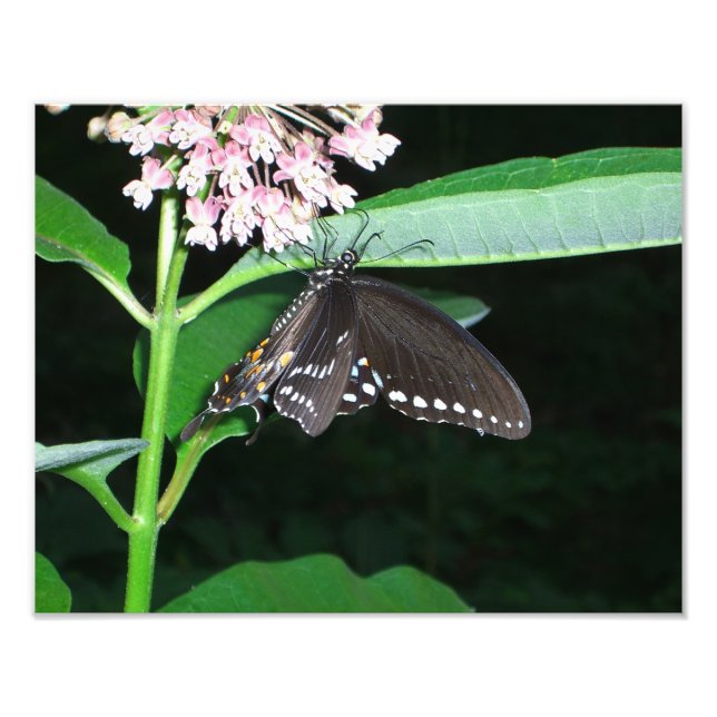 Impression Photo Papillon de nuit noir à Shenandoah (Devant)