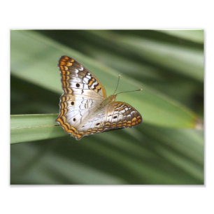 Impression Photo Papillon de paon blanc