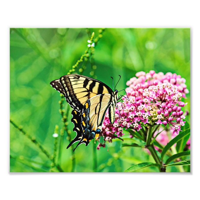 Impression Photo Papillon d'épave du tigre oriental (Devant)