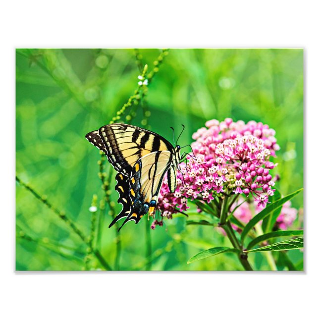Impression Photo Papillon d'épave du tigre oriental (Devant)