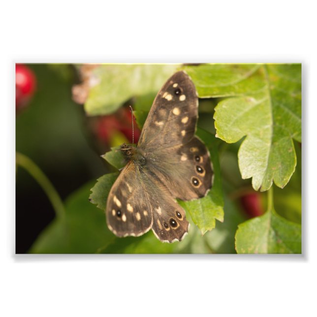 Impression Photo Papillon en bois moucheté (Devant)