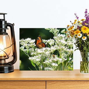 Impression Photo Papillon et abeilles sur la Fleur de Boneset Blanc