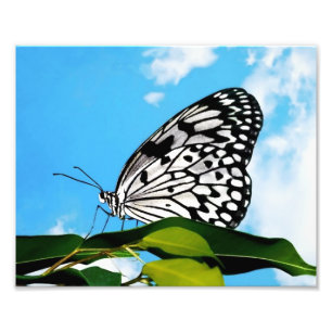 Impression Photo Papillon et ciel