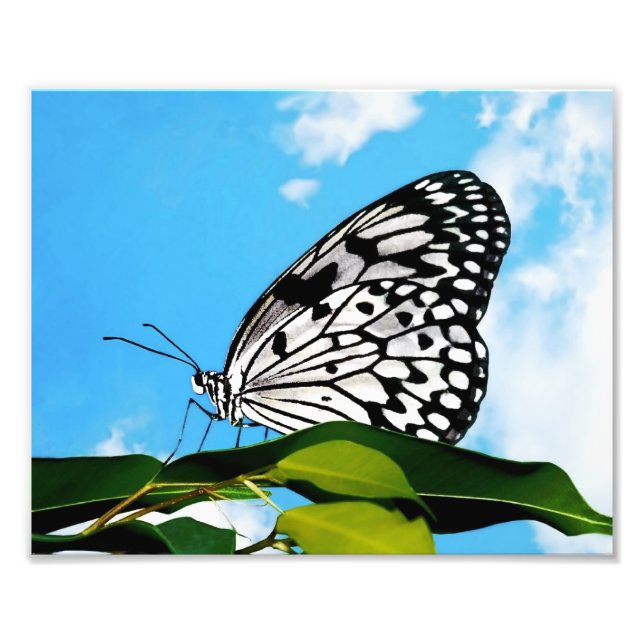 Impression Photo Papillon et ciel (Devant)