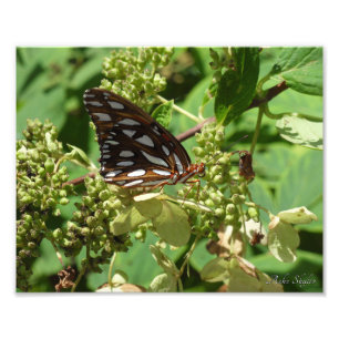 Impression Photo Papillon fritillaire du Golfe