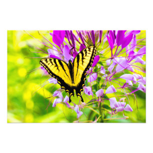 Impression Photo Papillon jaune de machaon