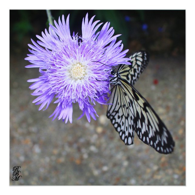 Impression Photo Papillon jaune sur Fleur violette (Devant)