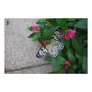 Impression Photo Papillon jaune volant