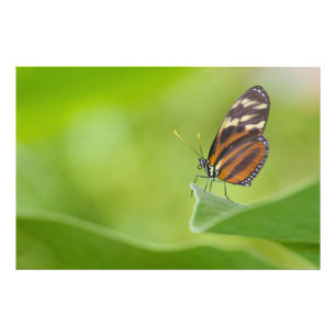 Impression Photo Papillon long tigre
