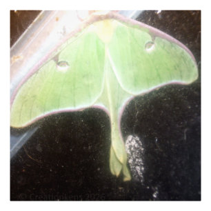 Impression Photo Papillon lune en gros plan