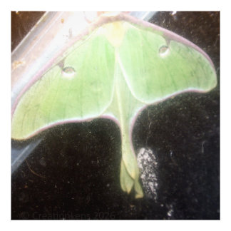 Impression Photo Papillon lune en gros plan