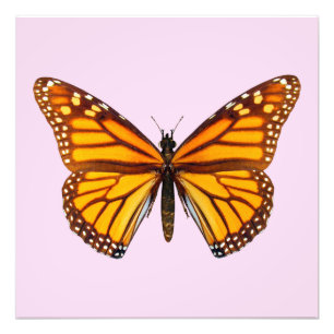 Impression Photo Papillon monarque