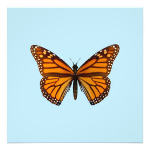 Impression Photo Papillon Monarque