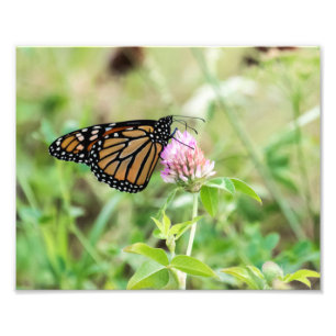 Impression Photo Papillon Monarque