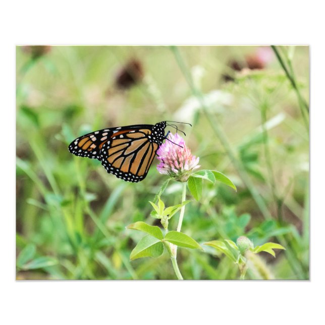 Impression Photo Papillon Monarque (Devant)