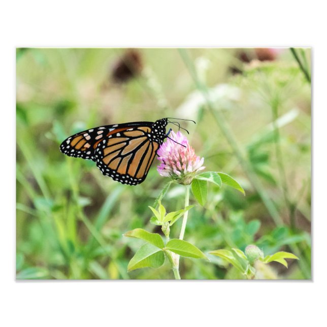 Impression Photo Papillon Monarque (Devant)