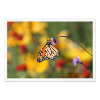 Impression Photo Papillon monarque à la recherche de pollen