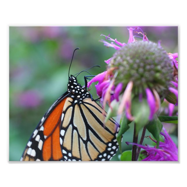 Impression Photo Papillon Monarque sur Fleur 10x8 Nature (Devant)