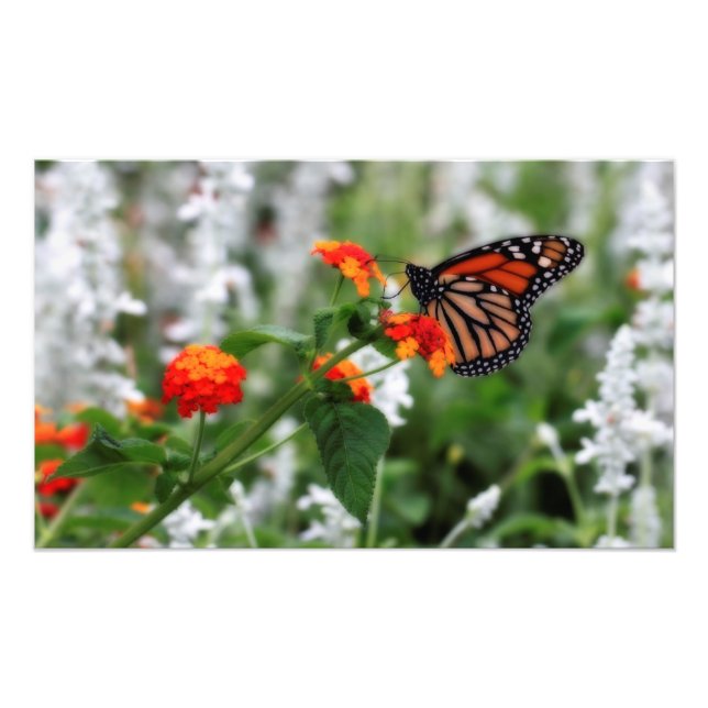 Impression Photo Papillon Monarque sur Orange et Lantana Rouge (Devant)