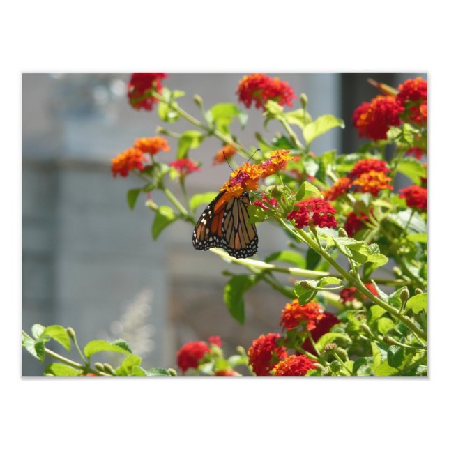 Impression Photo Papillon Monarque sur un Buddleia Rouge (Devant)