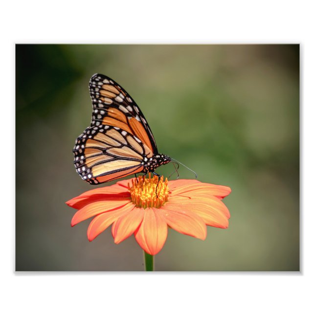 Impression Photo Papillon Monarque sur une fleur d'orange (Devant)