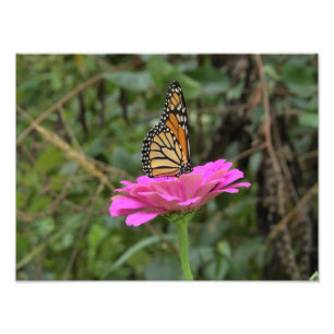 Impression Photo Papillon Monarque sur une jolie fleur rose Zinnia