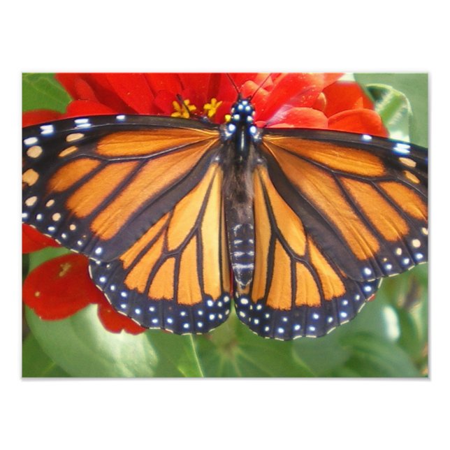 Impression Photo Papillon Monarque sur Zinnia (Devant)