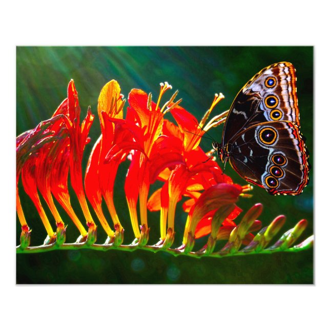 Impression Photo Papillon morpho bleu sur fleurs de Crocosmia Lucif (Devant)