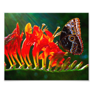 Impression Photo Papillon morpho bleu sur fleurs de Crocosmia Lucif