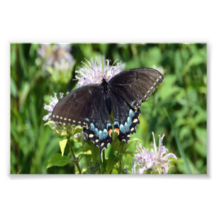 Impression Photo Papillon noir Swallowtail