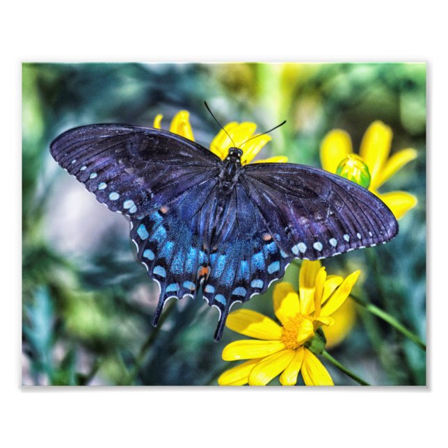 Impression Photo Papillon noir Swallowtail sur fleurs jaunes (Devant)
