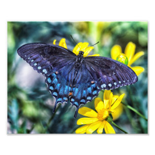 Impression Photo Papillon noir Swallowtail sur les fleurs jaunes