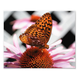 Impression Photo Papillon orange sur Echinacea Flower 8x10