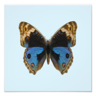 Impression Photo Papillon Pansy Bleu