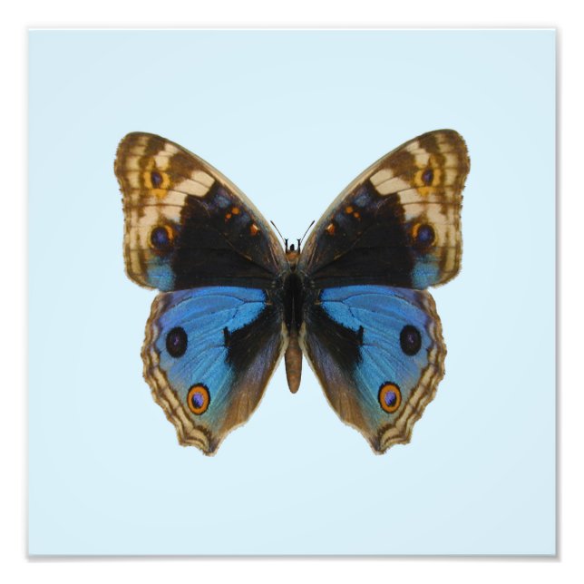 Impression Photo Papillon Pansy Bleu (Devant)